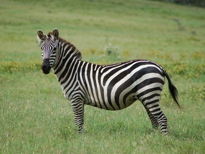 Quagga