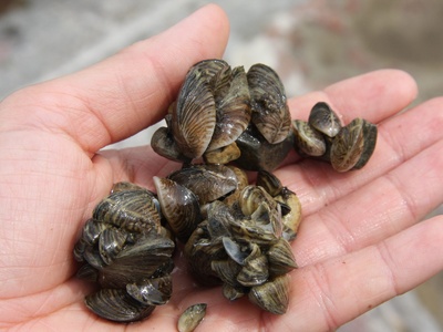 Quagga Mussel