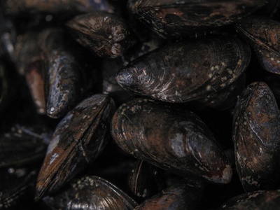 Quagga Mussel
