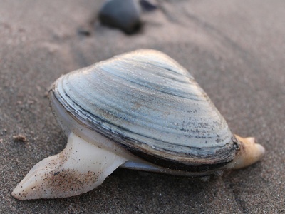 Quahog