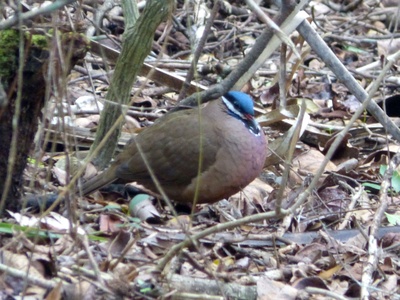 Quail-dove