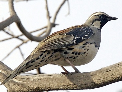 Quail-thrush