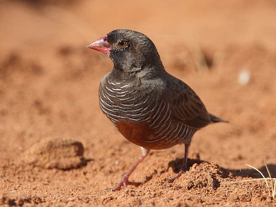 Quailfinch