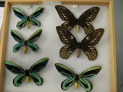 Queen Alexandra's birdwing