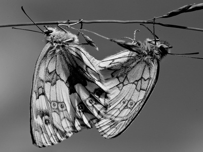 Queen Alexandra's Birdwing