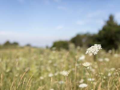 Queen Anne's lace