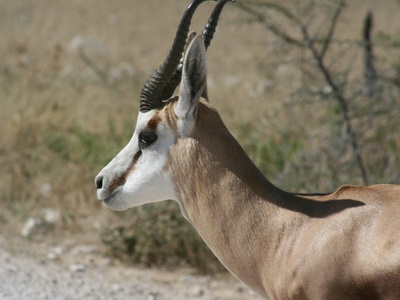 Queen of Sheba's Gazelle