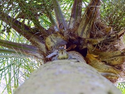 Queen Palm