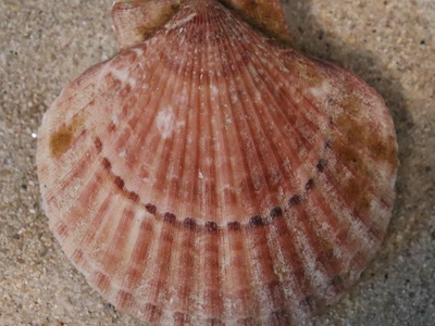 Queen Scallop