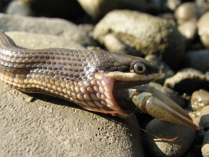 Curated Snake Nutrition For Snakes In Wetlands Gallery View