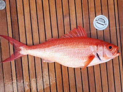 Queen snapper