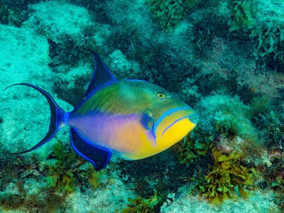 Queen triggerfish