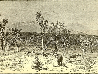 Queensland Blossom Bat