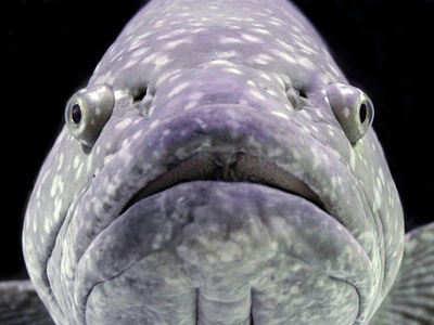 Queensland Grouper