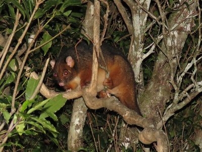 Queensland Ringtail Possum
