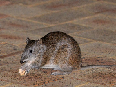 Quenda