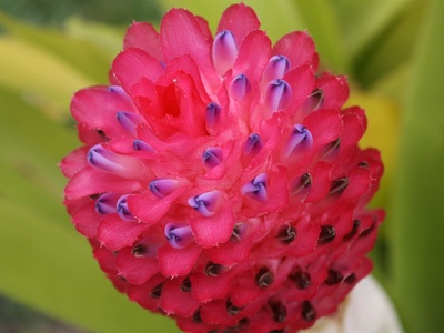 Quesnelia