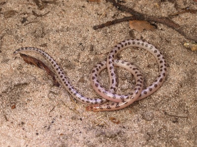 Quill-snouted Snake