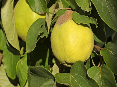 Quince (Marmelo)