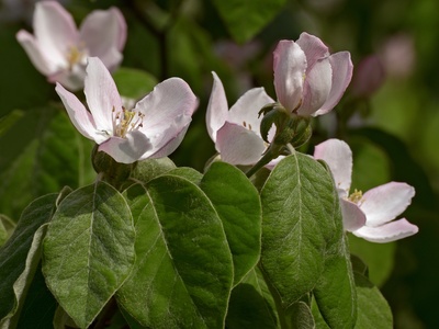 Quince (membrillo)