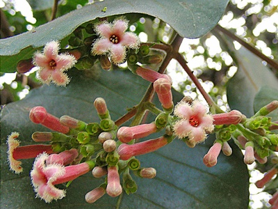Quinine tree