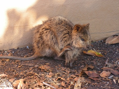 Quokka