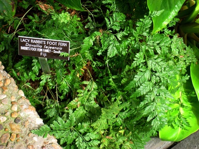 Rabbit's Foot Fern