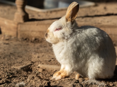 Rabbit