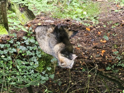 Raccoon Dog