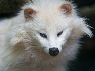 Raccoon dog