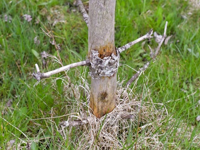 Radde's Birch