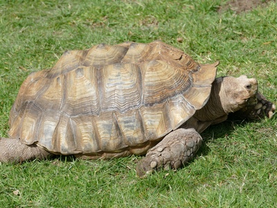 Radiated tortoise