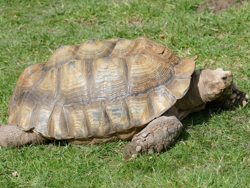 The Complete List of Common Animals That Start With R - Flora Fauna Fun