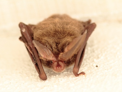 Rafinesque's Big-eared Bat