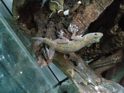 Ragazzi's Fan-footed Gecko