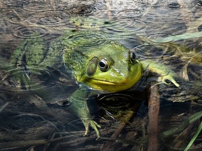 Rain frog