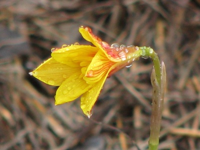 Rain lily