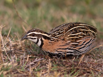 Rain Quail