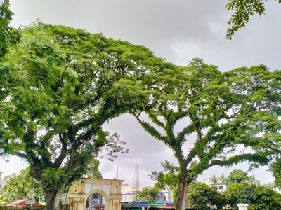 Rain Tree
