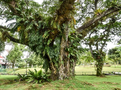 Rain tree