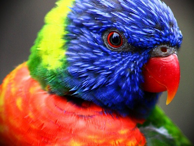 Rainbow lorikeet