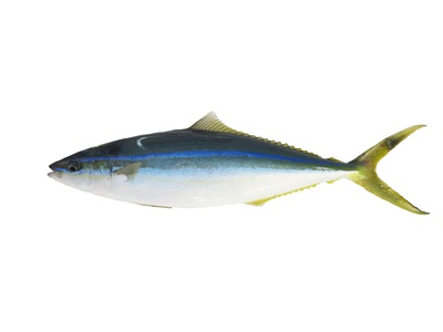 Rainbow Runner