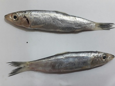 Rainbow Sardine