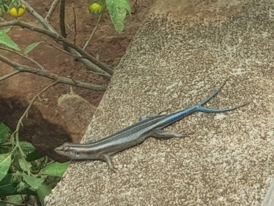 Rainbow Skink