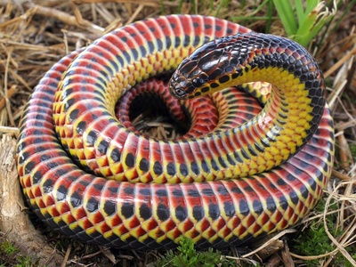Rainbow Snake
