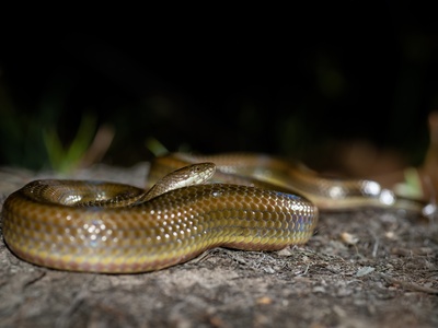 Rainbow Water Snake