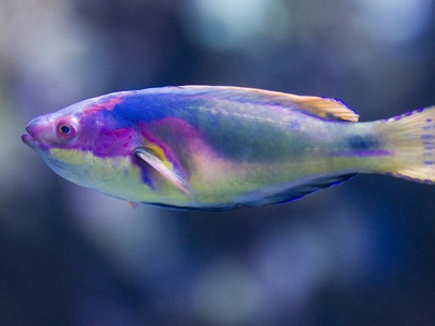 Rainbow wrasse