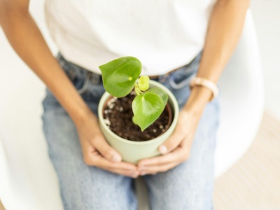 Raindrop Peperomia