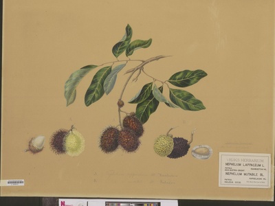 Rambutan
