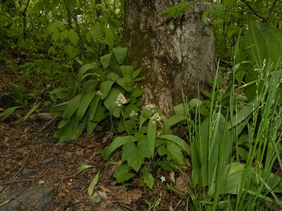 Ramps (Wild Leek)